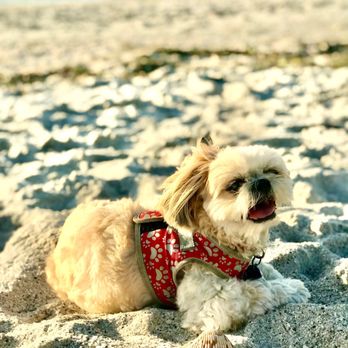 are dogs allowed on boca grande beach